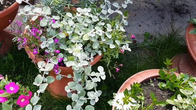 Мой горшечный садик/ Цветочные миксы/ 19 июня 2022 г. Подмосковье смотреть онлайн
