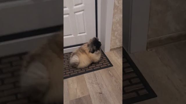 ПЕКИНЕС ДЕНДИК ЖДЁТ ГОСТЕЙ #pekingese #пекинес #shots #сергейтелков смотреть онлайн