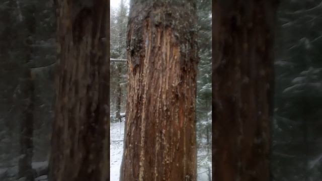 Лесная прогулка. смотреть онлайн