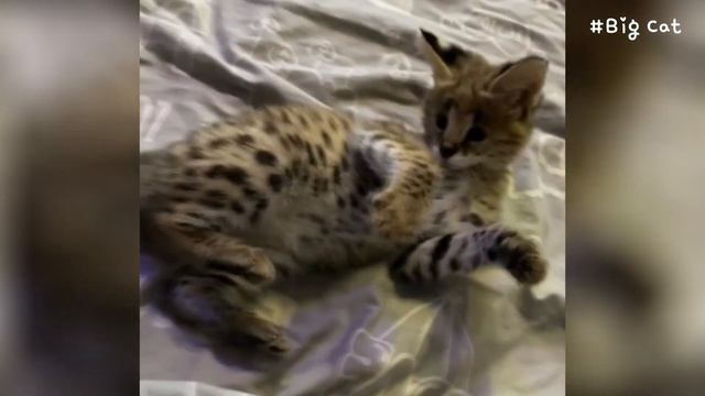 Lovely and Playful Baby Serval Shakira : Sogga смотреть онлайн