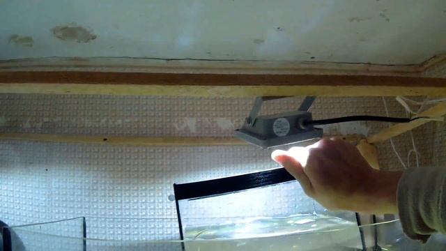 ТЕ ПЕТУХИ КОТОРЫХ НЕРЕСТИЛИ!!! смотреть онлайн