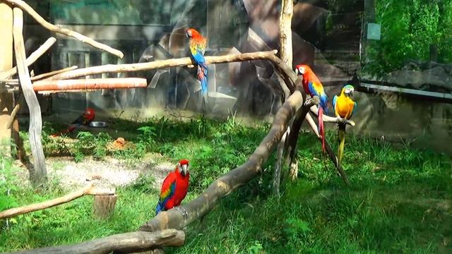 Сафари-парк в Краснодаре июль 2016 смотреть онлайн