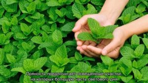 Как посадить мяту и вырастить из семян на даче