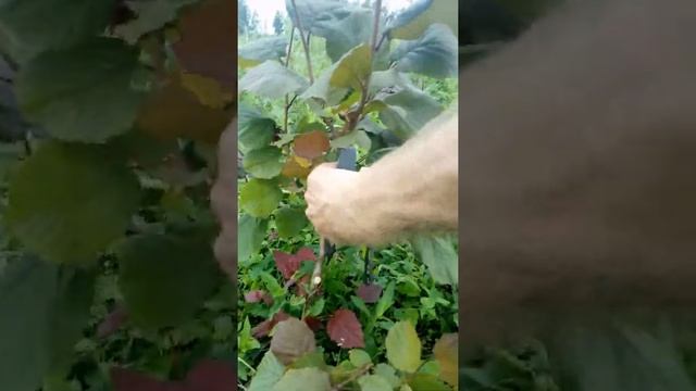 Сад фундука в Тульской области (обрезка) смотреть онлайн