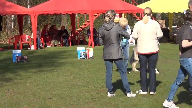 Кобели класс победителей смотреть онлайн