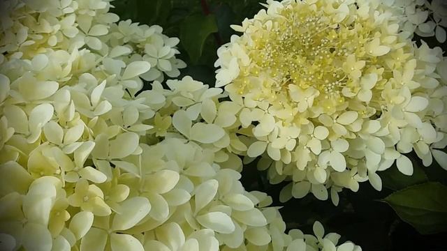 Гортензия "Фантом" на штамбе. Hydrangea paniculata "Phantom". смотреть онлайн