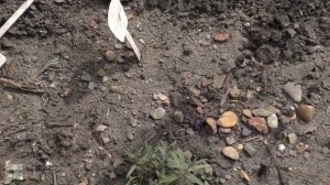 Ясенец из семян / Dictamnus from seeds