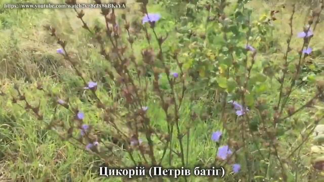 Географія 10 кл.  Урок 6.Європа. Первинний сектор