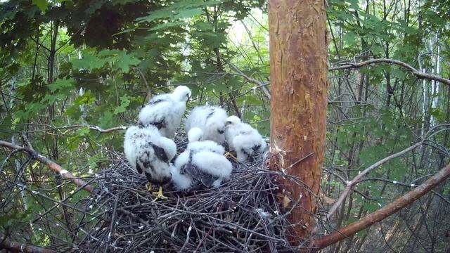 Птенцы ястреба-перепелятника разминают крылья ( Accipiter nisus ) смотреть онлайн