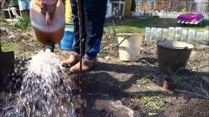 Посадка карликовой яблони: как правильно посадить саженец яблони.