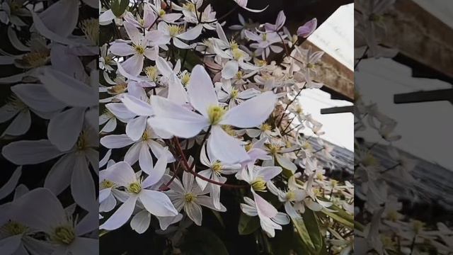 Evergreen Clematis Armandii Flowers смотреть онлайн