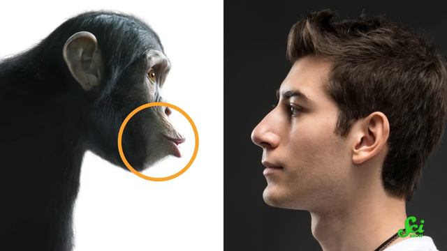 Why Do Our Noses Stick Out? смотреть онлайн