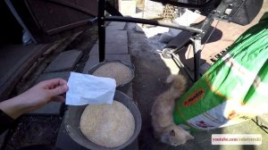 КОМБИКОРМ ДЛЯ БРОЙЛЕРОВ своими руками 10-35дн в домашних условиях - zolotyeruki