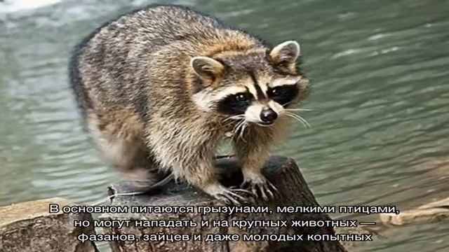 Животные Краснодарского края смотреть онлайн