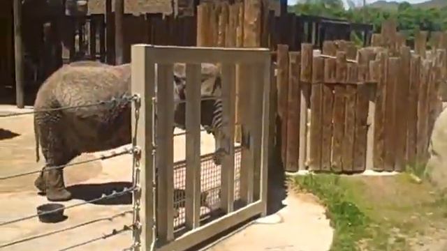 elliott and edward enjoy every elephant смотреть онлайн