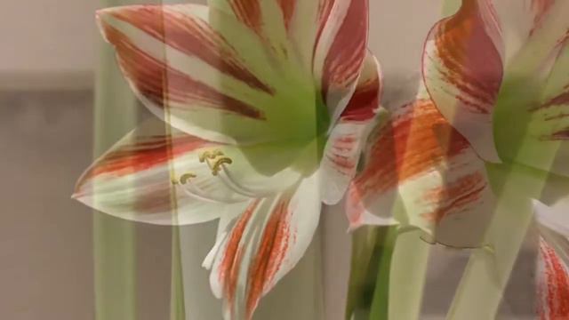 Amaryllis Ambiance смотреть онлайн