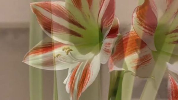Amaryllis Ambiance