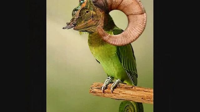 funny photoshop animals смотреть онлайн