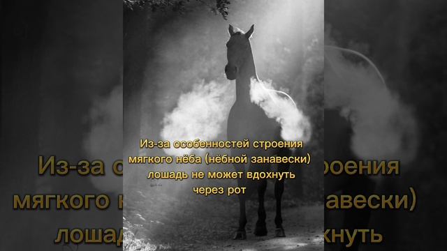 Вот так жеребец