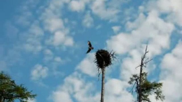 Природа Охотского района. смотреть онлайн