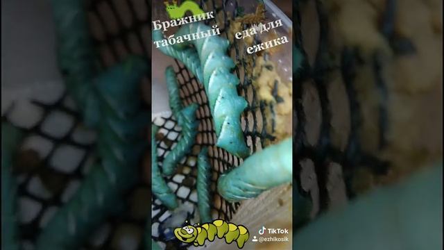 Гусеница табачного бражника ...еда для ежика смотреть онлайн