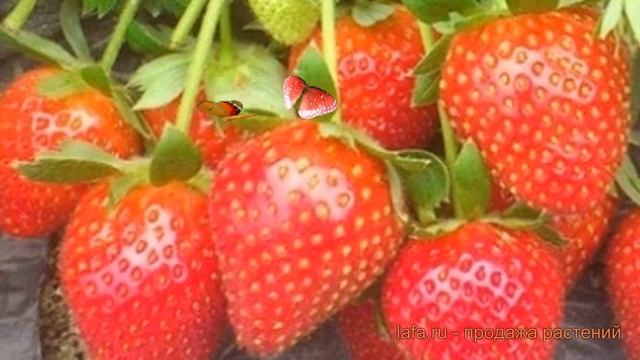 Земляника садовая Каскад (fragaria ananassa kaskad) ? обзор: как сажать, саженцы земляники Каскад смотреть онлайн