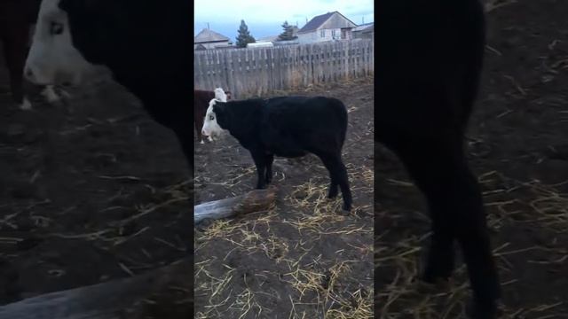 Видео из архива . Бычок герефорд 1,5 года. смотреть онлайн