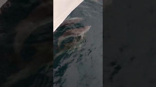 Дельфины в Чёрном море возле Феодосии II смотреть онлайн