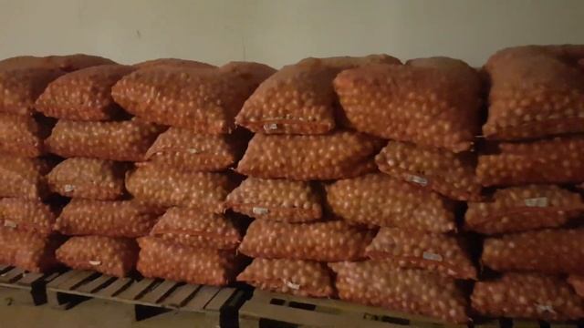 Выгонка пера зелёного лука (белый лук, лук на перо) смотреть онлайн