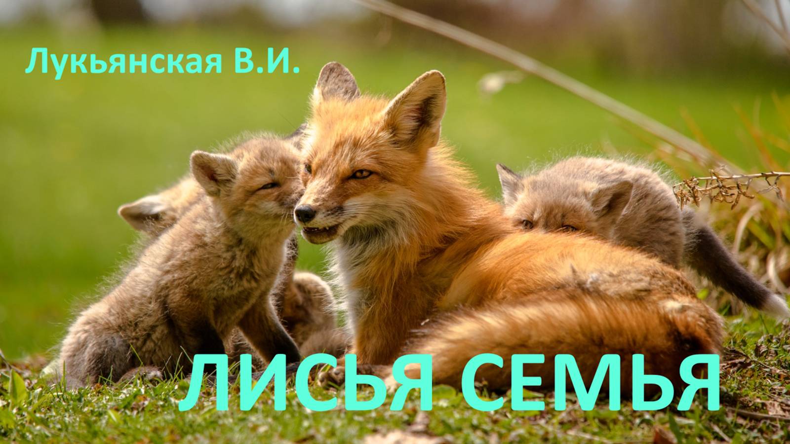 Рассказ Лисья семья смотреть онлайн