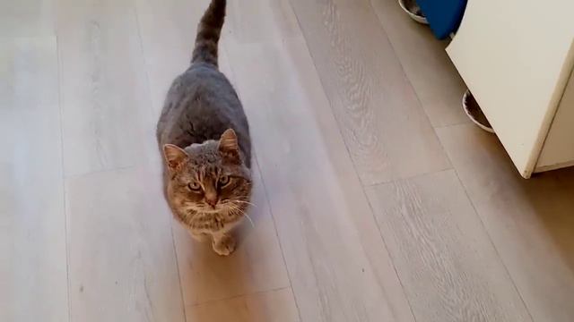 Кот Васька пришёл с ночной смены!! Видео для настроения!! 🤩🤩🤩 смотреть онлайн