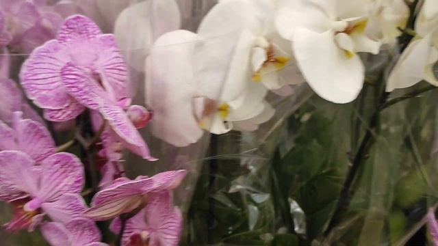 Обзор орхидей и других садовых растений  в OBI на Ozmol