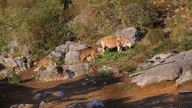 Корова-мутант. смотреть онлайн
