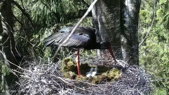 Must-toonekurg2 | Fourth egg hatched, feeding time | May 23, 2022 смотреть онлайн