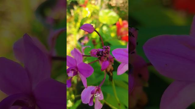 Ant family 💞#environment #photography #flowers #animals смотреть онлайн