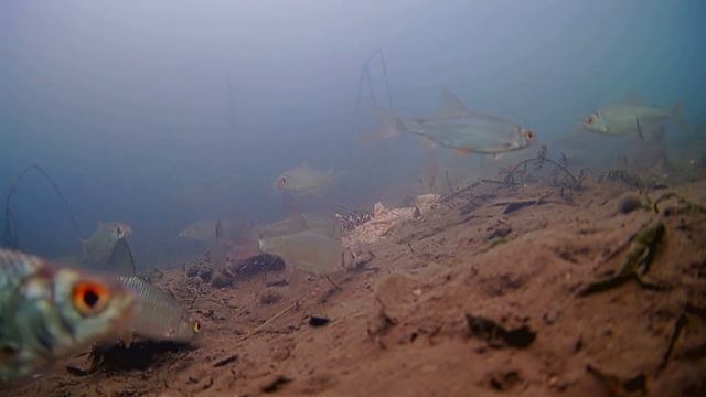 Это Невероятно! Добавил КРЕВЕТОК в Прикормку! Зимняя рыбалка на поплавок! Подводная съемка смотреть онлайн