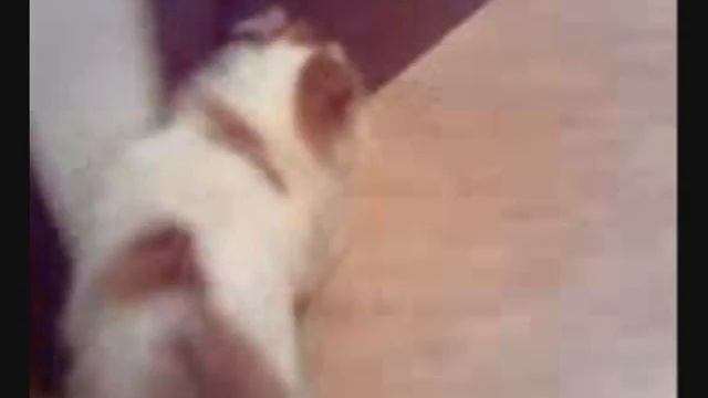 WiLo смотреть онлайн