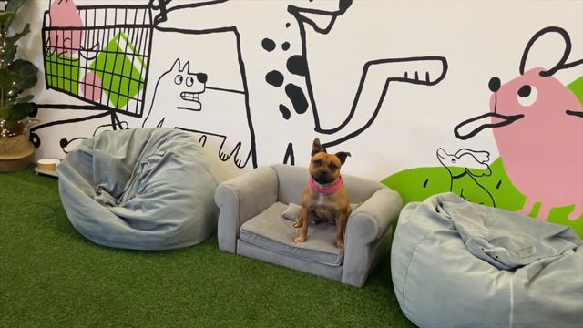 В Москве открылись ТЦ Dog-Friendly 🐶