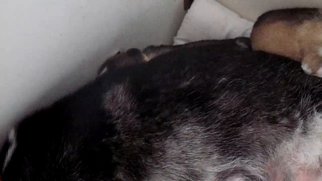 щенки хаски 3 смотреть онлайн