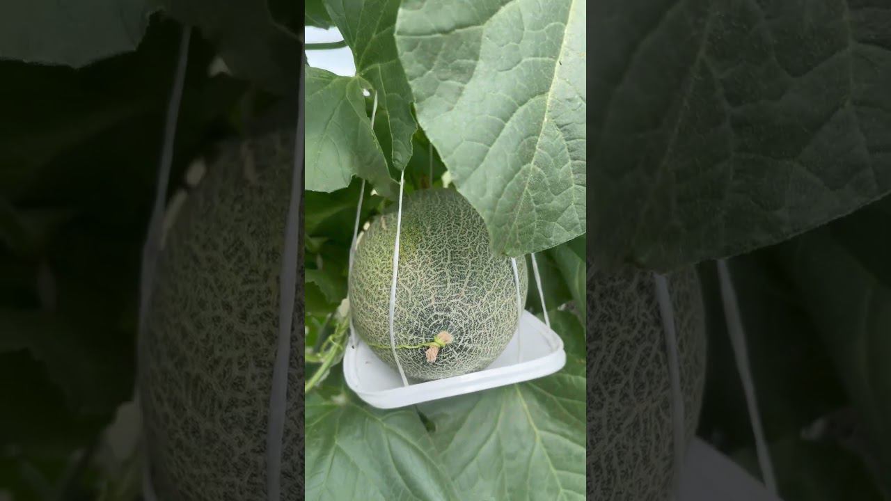 Дыня Раймонд в 2024 году. Теплица. Прививка на Кобальт. смотреть онлайн