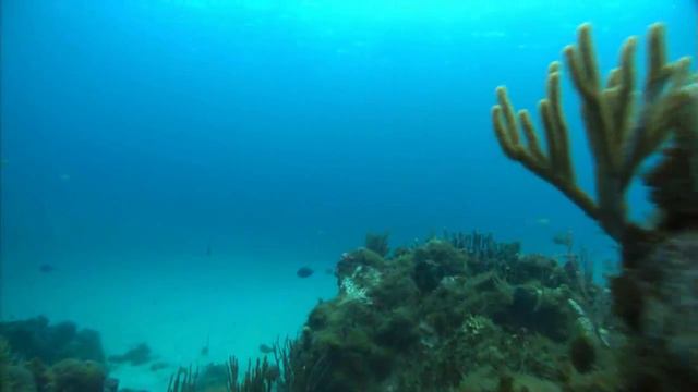 Футаж Рыбы смотреть онлайн