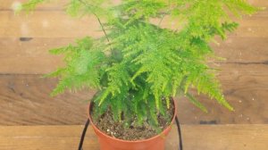 Как Выращивать Аспарагус Дома