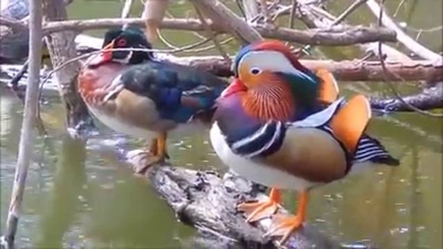 Утка мандаринка в Броннице смотреть онлайн