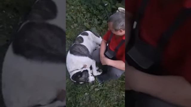 Алабай смотреть онлайн