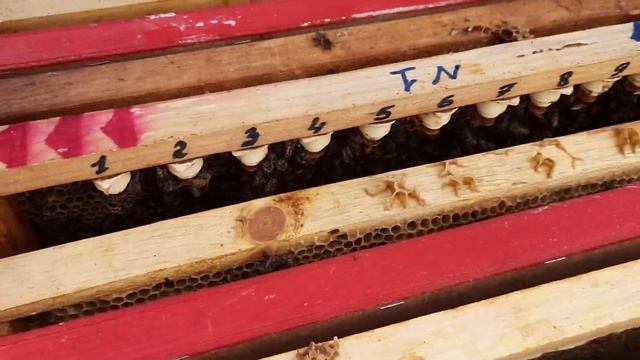 Вывод маток. Как вывести матку. Маток вывожу так. Делаю отводок на плодную матку. Показываю как ест смотреть онлайн