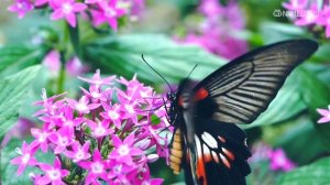 Знак Зодиака Женщина-Рак: Характеристика и Совместимость