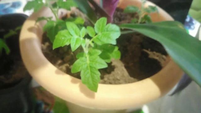 О томатах.Пикирую в ноябре.Растут в темноте, загущенно. Ранние, холодостойкие, два урожая. смотреть онлайн