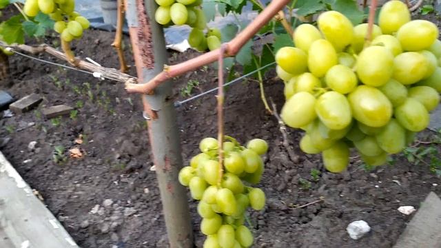 Мускат Дубовский-ранний,с отличным мускатом смотреть онлайн