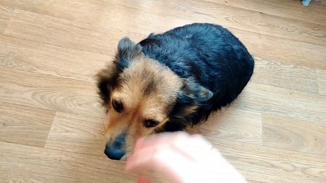 VLOGвыходного дня/ закупка продуктов на месяц/ зверье мое смотреть онлайн