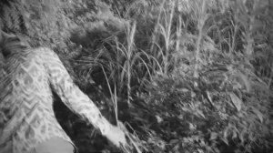 КАК ЛЮДИ ИЗДЕВАЮТСЯ НАД ЖИВОТНЫМИ | Фейковые Спасения Животных